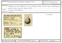 Karteikarte zum Syntyp von Cristellaria erinacea Karrer, 1878